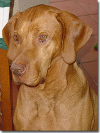 MURPHY
