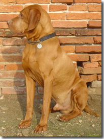 NATALINO
