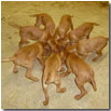 BANCHETTO